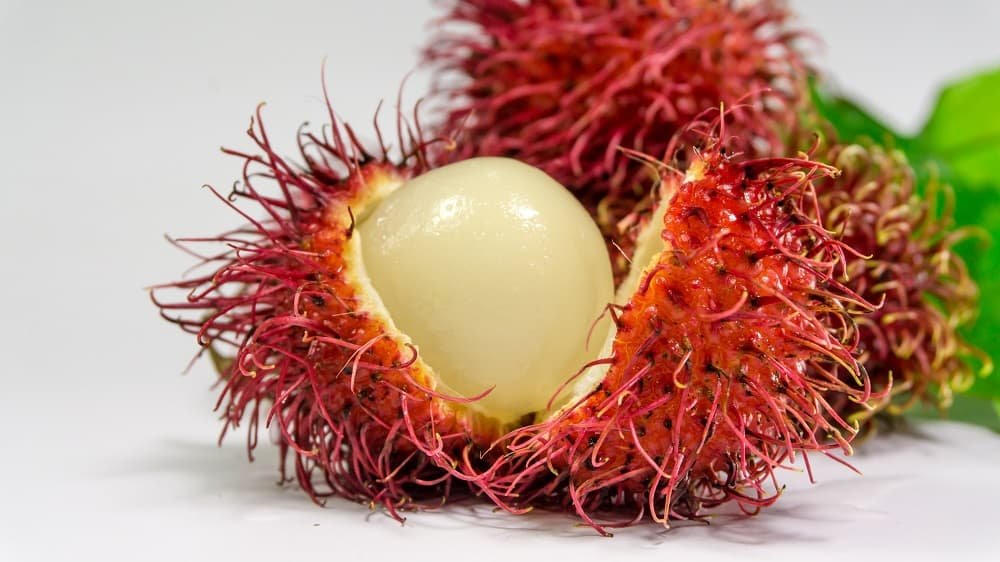 Can dogs eat lychee fruit?