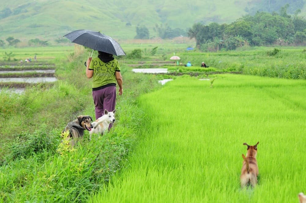 Woman working on a rice farm with her working dogs