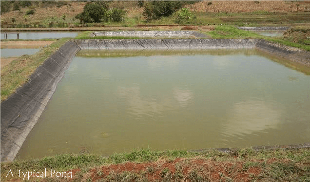 How to Design and Construct a Fish Pond (With Calculations)