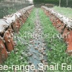 snail housing/free range snail farm
