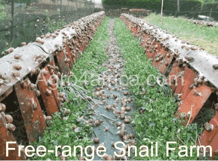 How to Build a Good Snail Housing in 2022 [Updated]