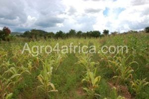 weed control/ weed infested maize farm