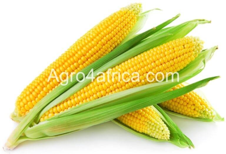 Maize Farming – How to Grow Maize Step by Step in 2022