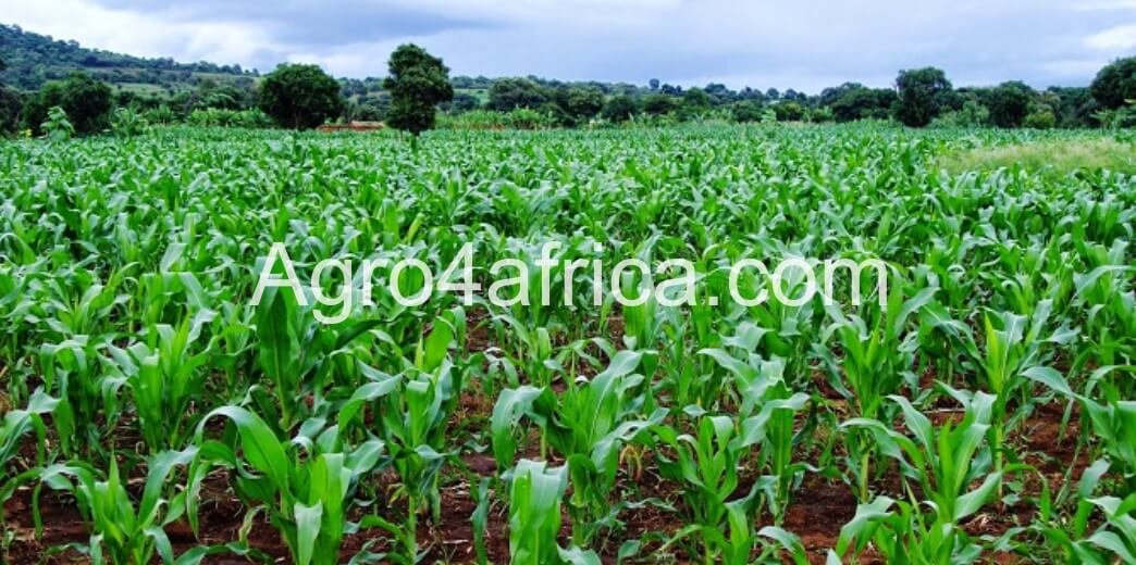 maize farmland