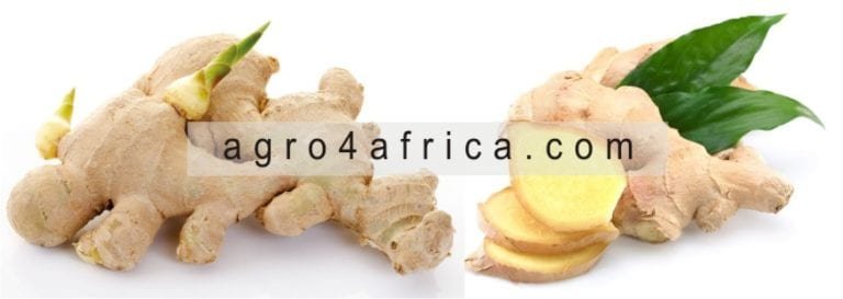 Ginger Farming: How to Grow Ginger Step by Step