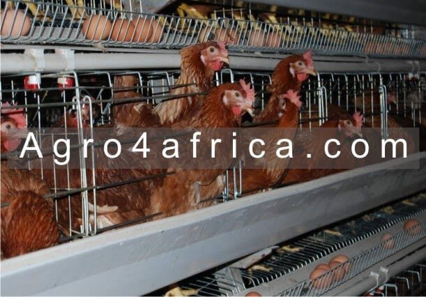 Keeping poultry in Battery Cage