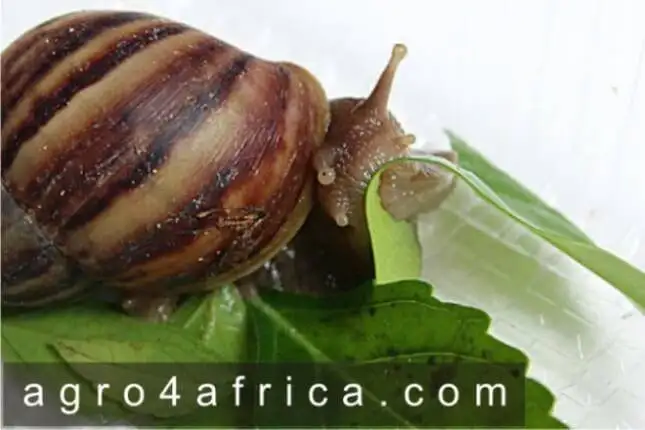 How to Feed a Snail and What do Snails Eat and Drink?