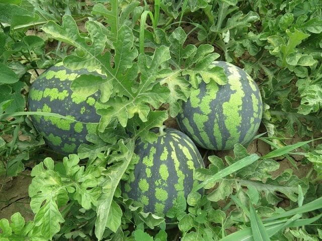 Watermelon cultivation guide