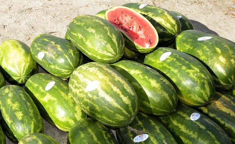 watermelon growing process