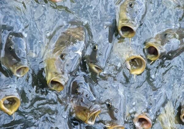 Water-Management-in-fish-Farming