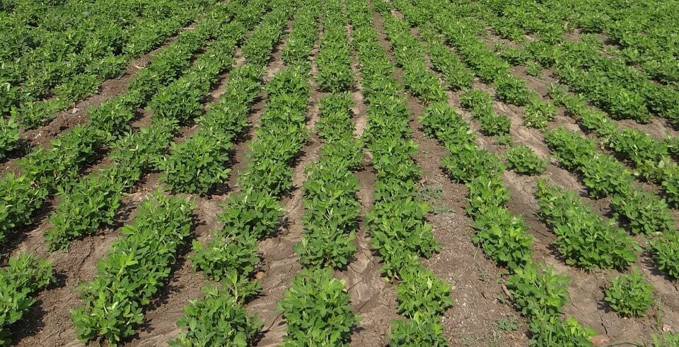 crop farming business ideas - peanut farming business
