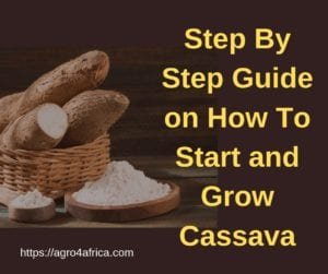 Cassava Farming