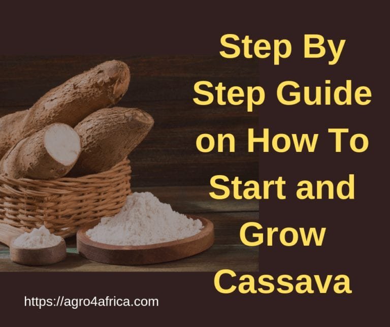 Cassava Farming Process
