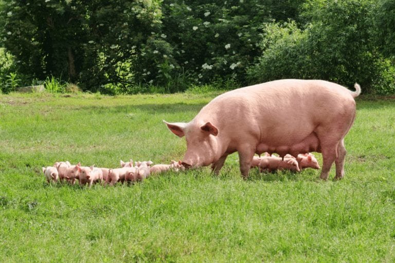 Benefits of Starting a Commercial Pig Farming Business