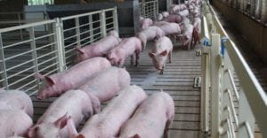 commercial pig farming business 5