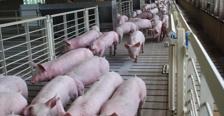 How To Start Commercial Pig Farming Business [Complete Guide] - Agro4africa