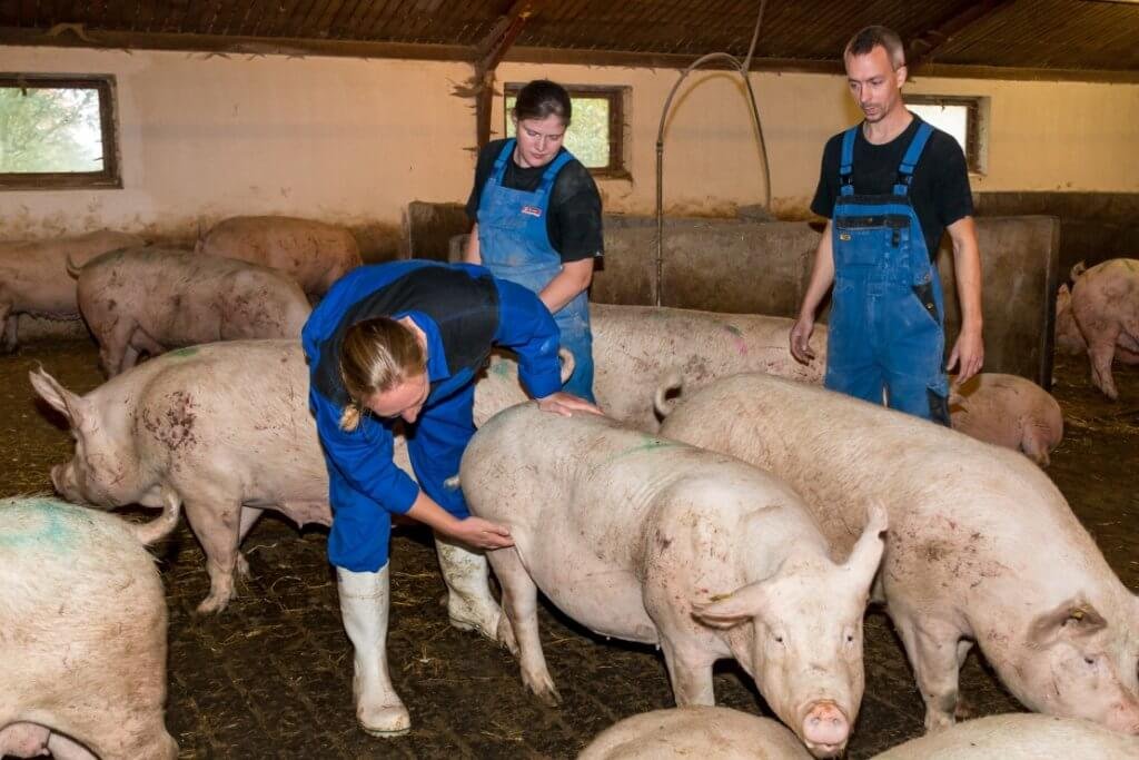 commercial pig farming business pig inspection
