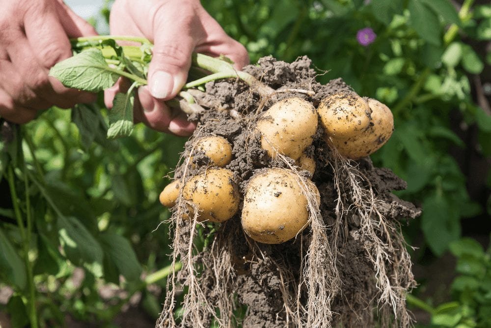 harvested potato
