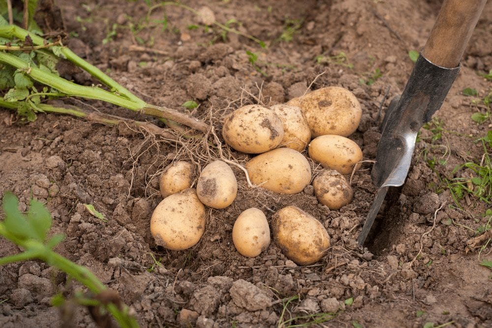 Potato Farming process - Harvesting potatoes
