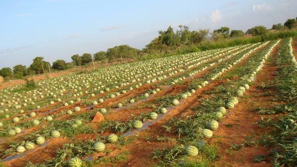 A large watermelon farm for watermelon farming