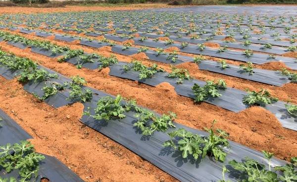 Water-Melon-Plants-with-plastic-Mulching.