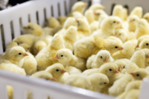 Featured image for Poultry farming for beginners