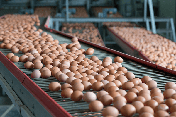 Poultry farming- Egg transportation line