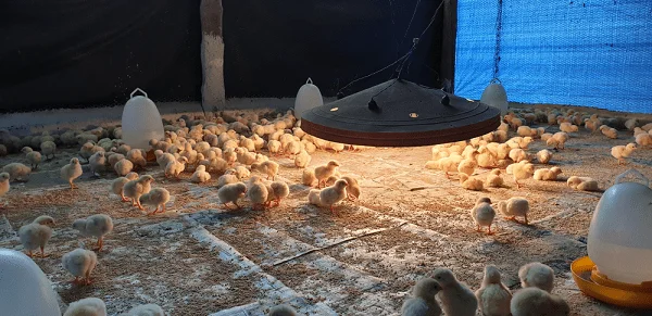 Chick Heating: How to Keep Baby Chicks Warm All Day
