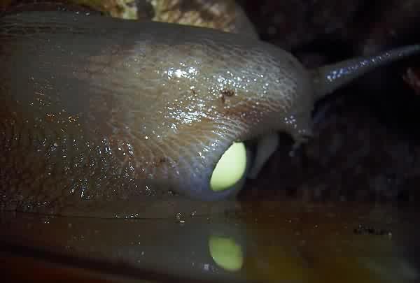 Achatina marginata laying an egg