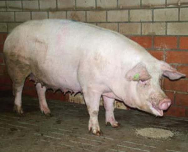 Dutch Landrace Pig breed