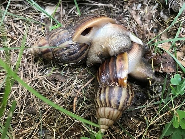 two giant african snail Snails mating