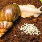 achatina snail and clutch of snail eggs