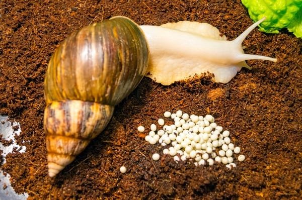 achatina snail and clutch of snail eggs