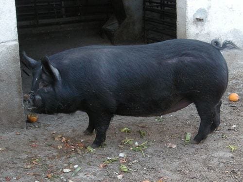 chato-murciano types of pig breeds