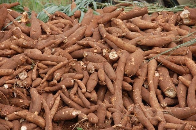 Harvested cassava to be processed into garri