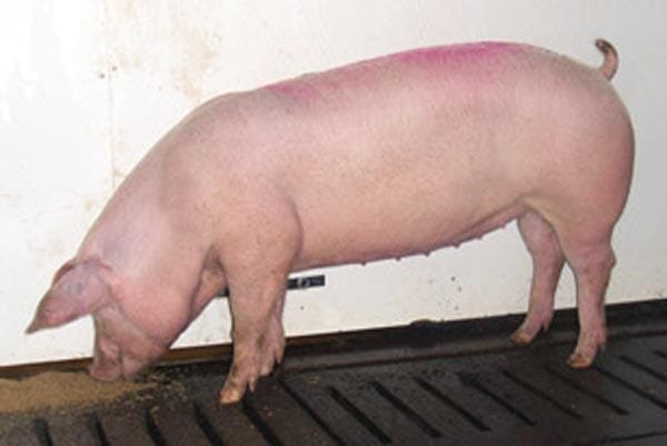 Lacombe pig breeds - agro4africa