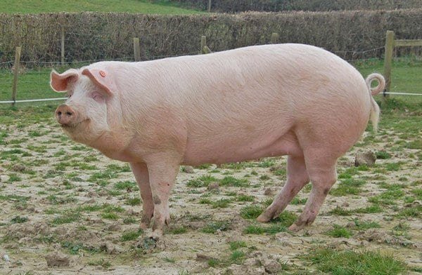 Large white pig breeds - agro4africa