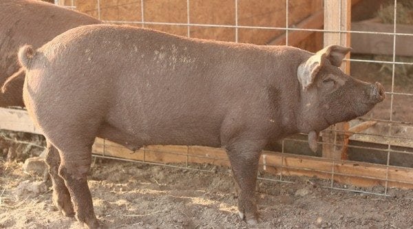  Red Wattle hog breeds agro4africa