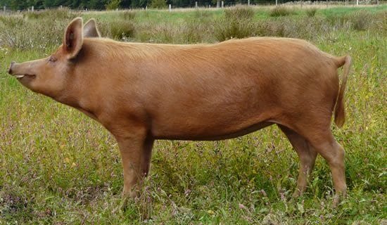 Tamworth Pig breed- Characteristics, Origin, Breed info and Lifespan