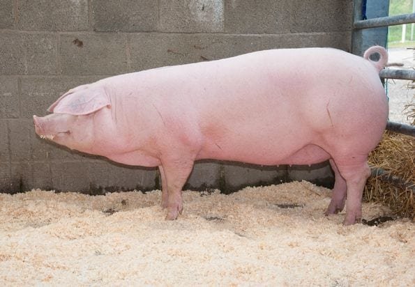 Welsh pig breeds agro4africa