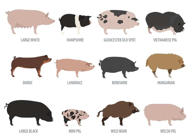 different types of pig breeds - pig farming business
