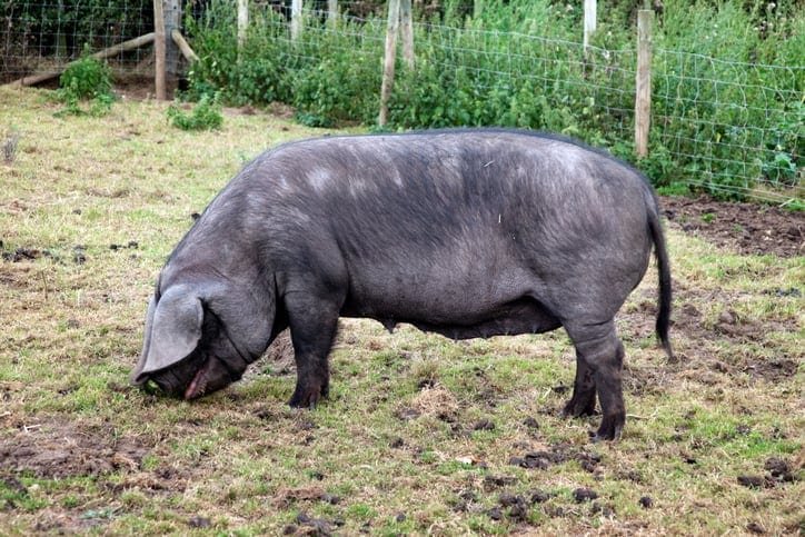 mulefoot pig breeds agro4africa