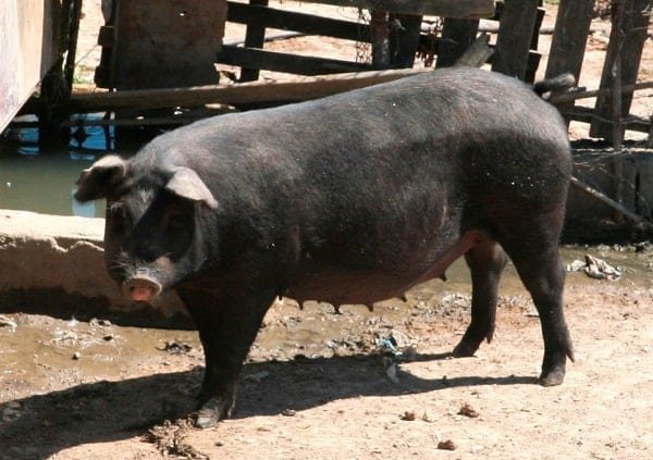 nero siciliano pig breeds agro4africa