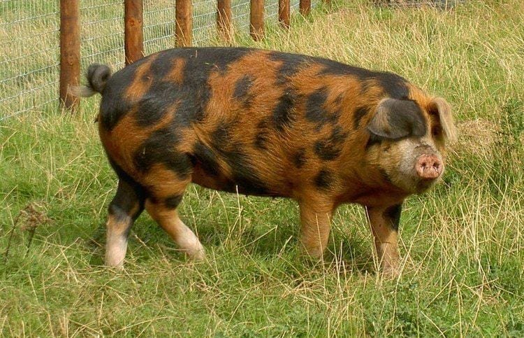 oxford-sandy-and-black-pig-breeds-agro4africa