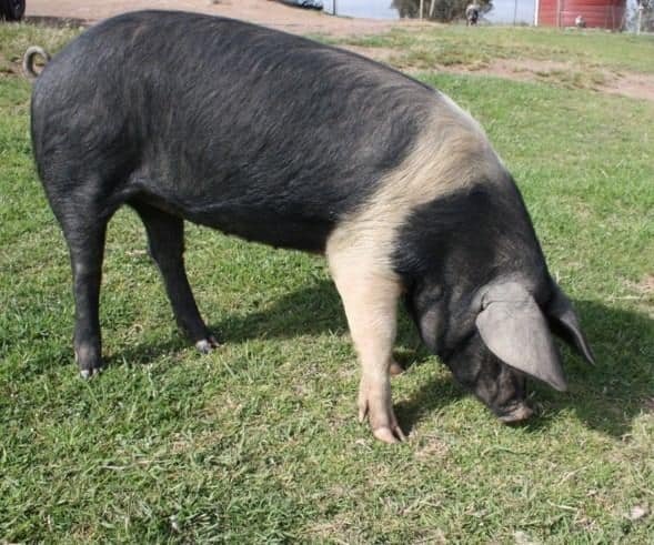 wessex-saddleback-pigs-breed-agro4africa