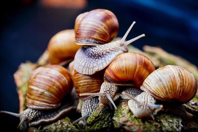 advantages of snail farming business