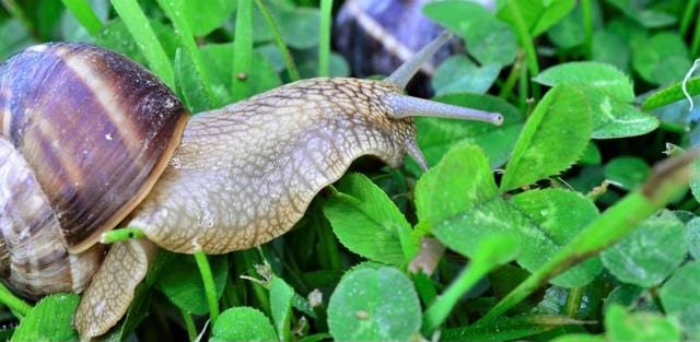 benefits-of-snail-farming-in-nigeria