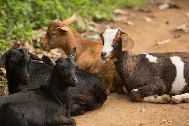 How to start goat farming business