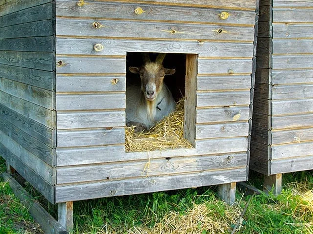 goat-housing