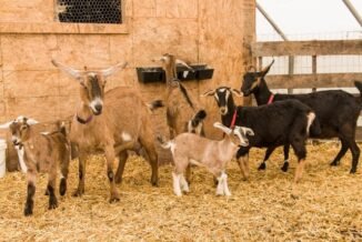 Goat housing construction types and how to construct them